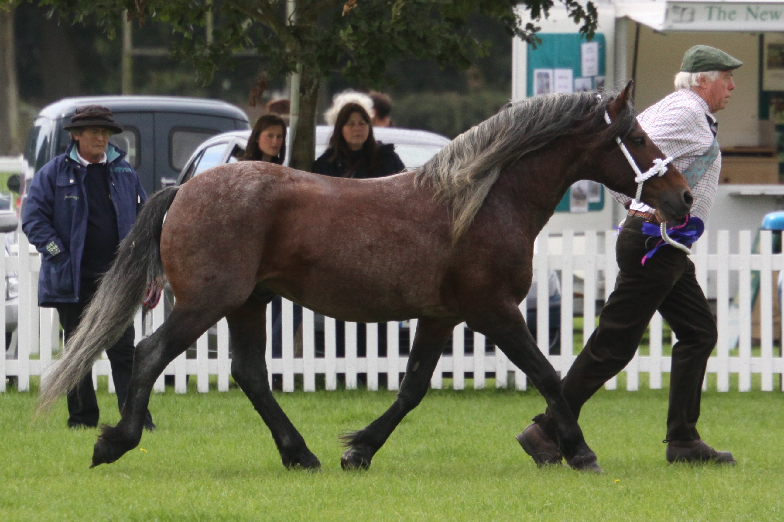 New Forest Pony